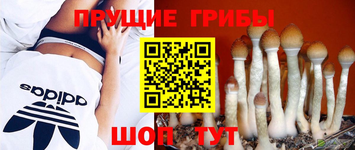 Псилоцибиновые грибы GOLDEN TEACHER  Вход с VPN  Клин 